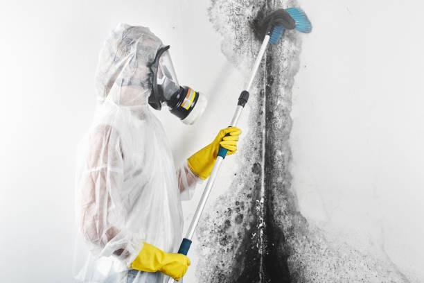 Best Mold Odor Removal Services  in Marlton, MD