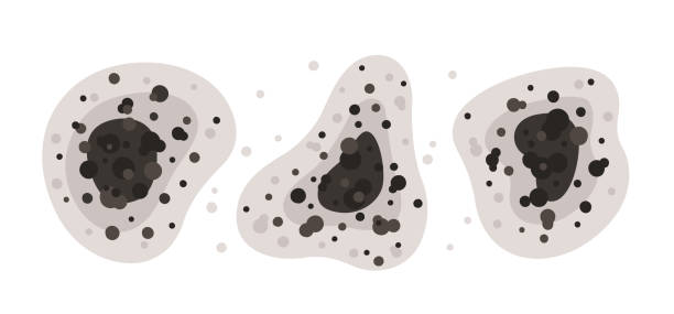 Best Forensic Mold Investigation  in Marlton, MD