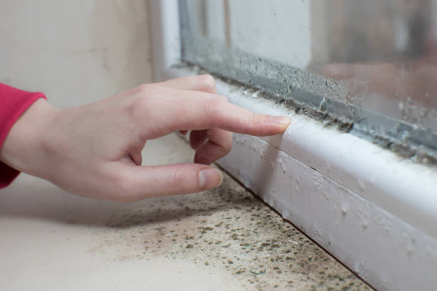 Best Mold Removal for HVAC Installations  in Marlton, MD
